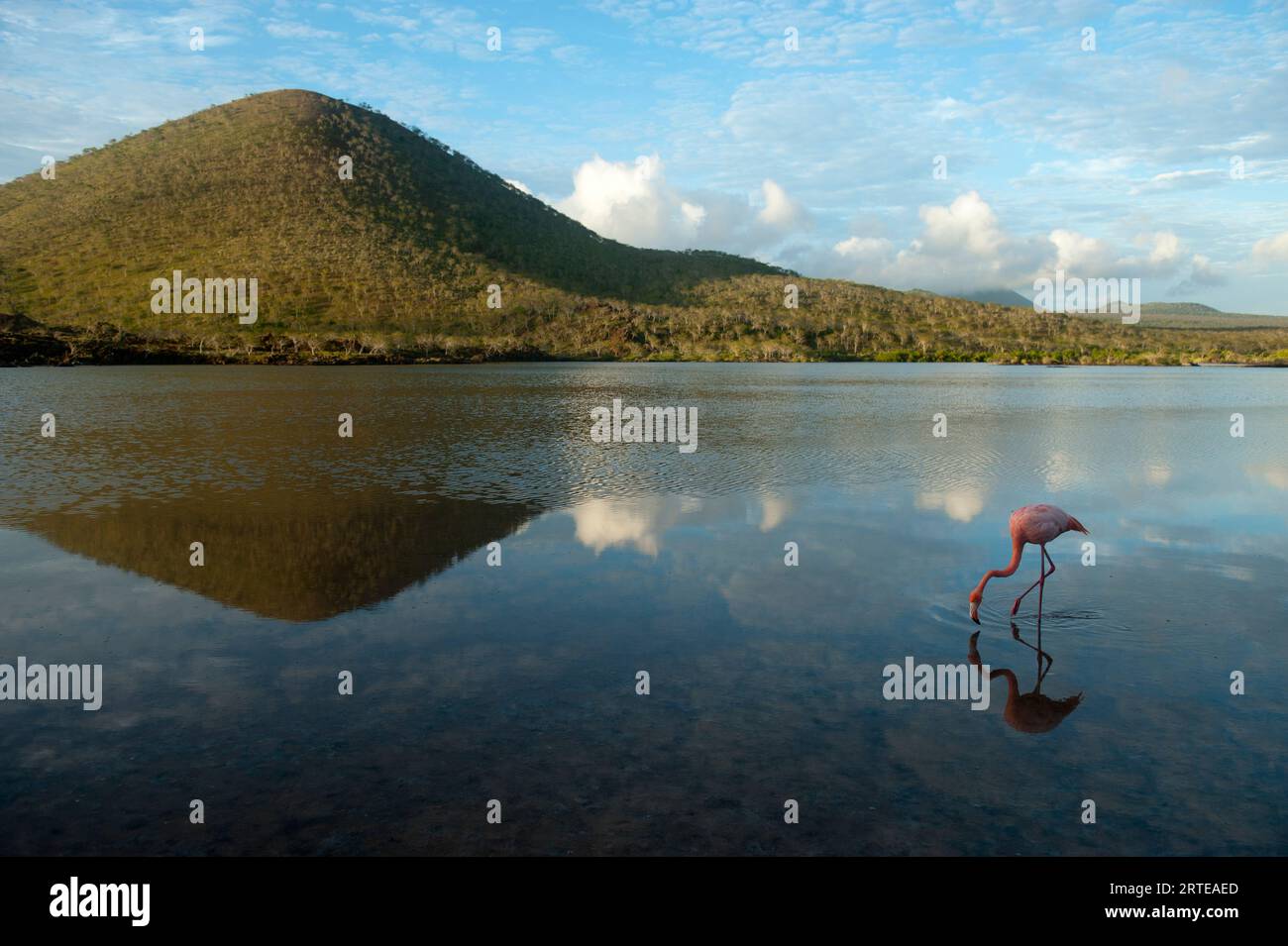 Le flamant rose d'Amérique (Phoenicopterus ruber) se nourrit dans l'eau reflétant le ciel et la terre dans le parc national des îles Galapagos Banque D'Images