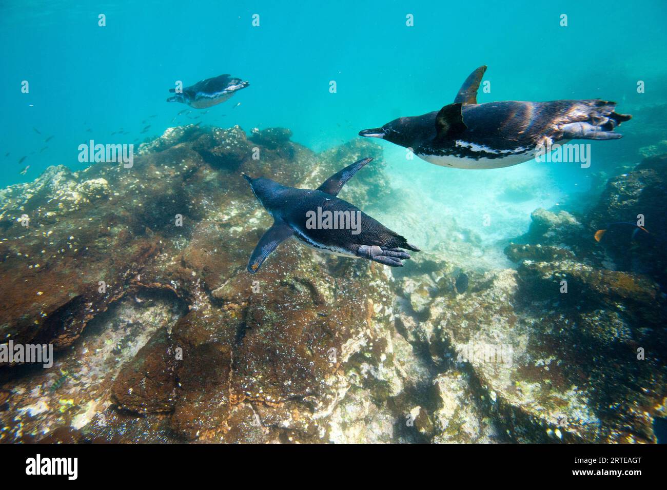 Pingouins des Galapagos (Spheniscus mendiculus) en voie de disparition sous l'eau près de l'île Bartholomew dans le parc national des îles Galapagos Banque D'Images