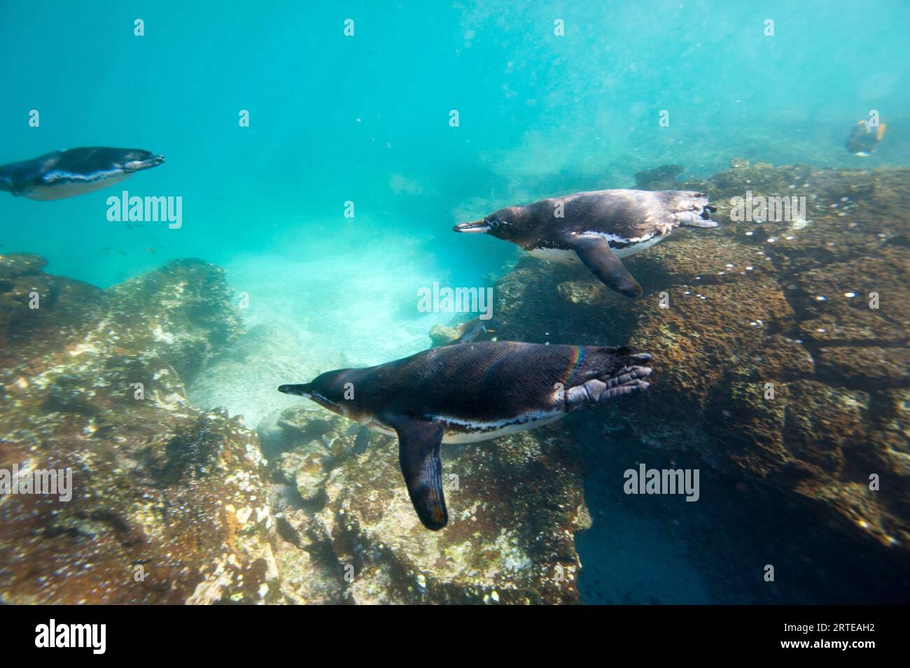 Pingouins des Galapagos (Spheniscus mendiculus) en voie de disparition sous l'eau près de l'île Bartholomew dans le parc national des îles Galapagos Banque D'Images