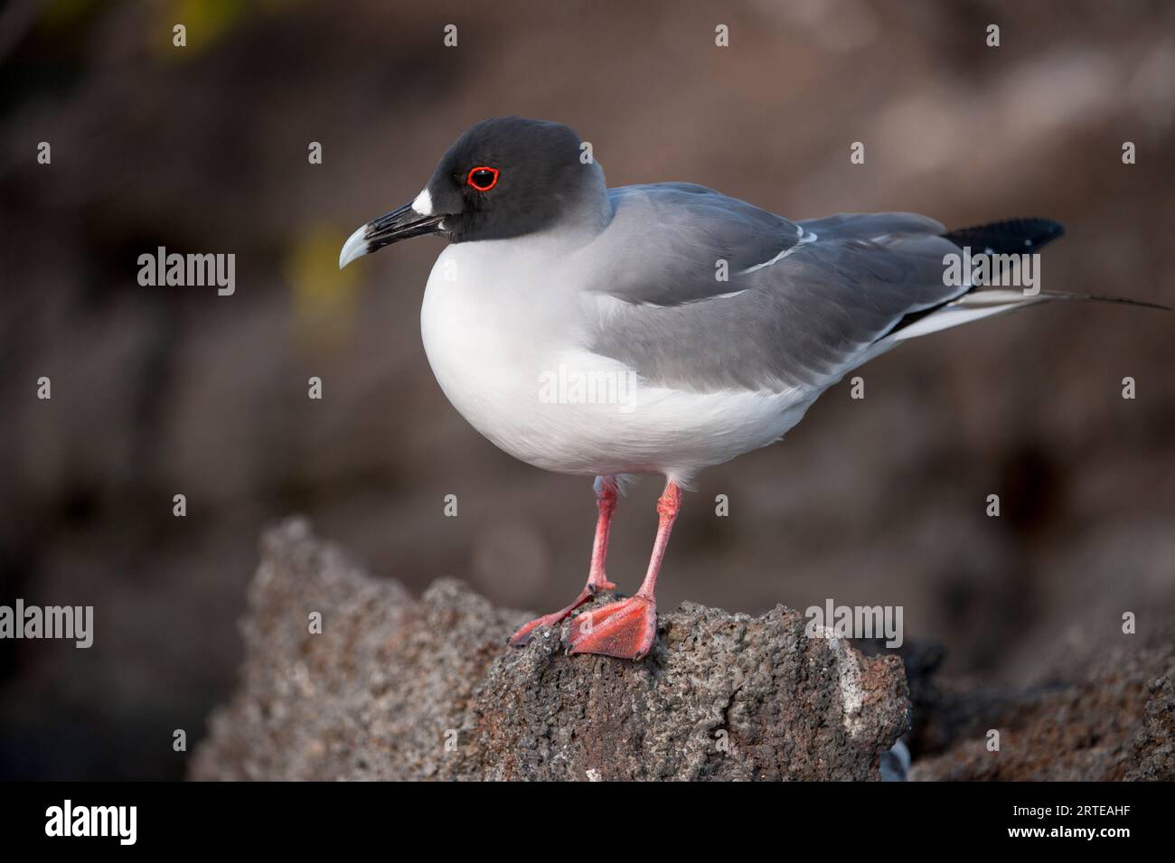 Mouette à queue d'hirondelle (Creagrus furcatus) dans le parc national des îles Galapagos ; île Tower, îles Galapagos, Équateur Banque D'Images