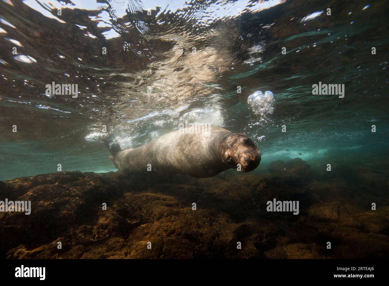 Otarie des Galapagos (Zalophus wollebaeki) en voie de disparition sous l'eau près de l'île Bartholomew dans le parc national des îles Galapagos ; îles Galapagos, Équateur Banque D'Images