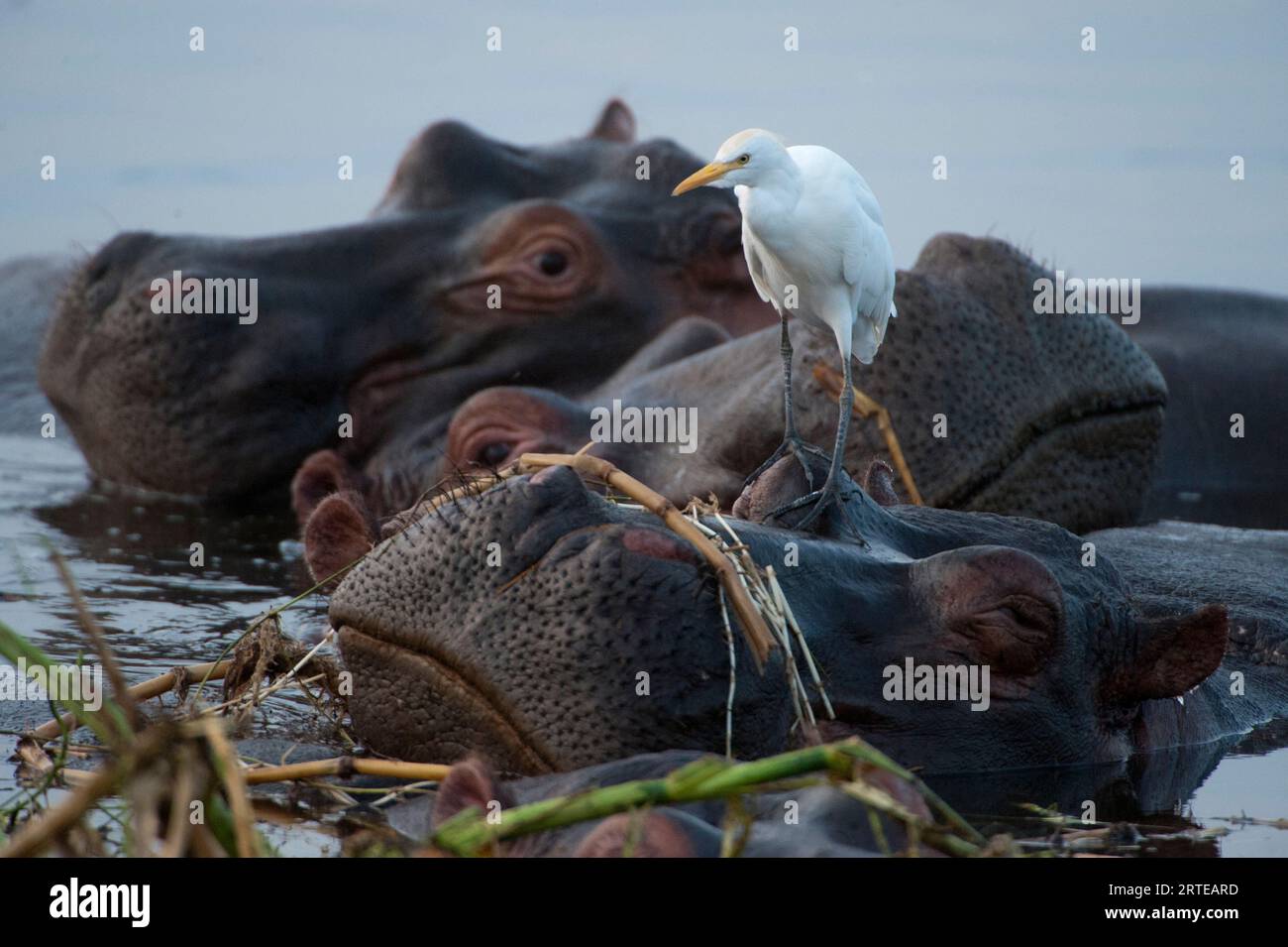 Hippopotames et oiseaux de rivage le long du chenal Kazinga dans le parc national Queen Elizabeth, Ouganda Banque D'Images