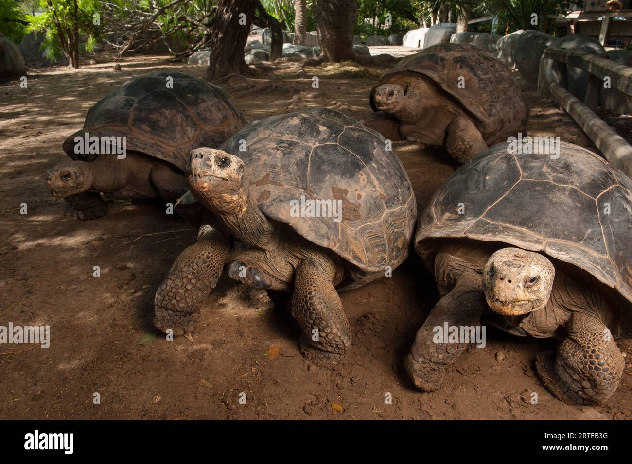 Groupe de tortues des Galapagos (Chelonoidis nigra) dans un enclos d'un zoo ; Brownsville, Texas, États-Unis d'Amérique Banque D'Images