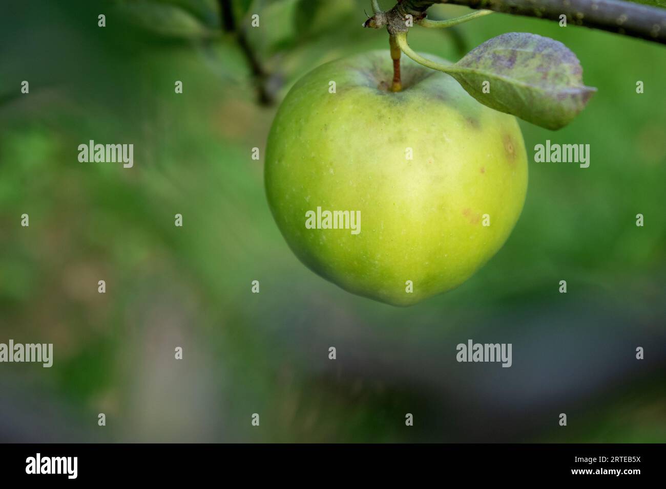 Gros plan d'une pomme verte sur une branche de pommier, fond flou Banque D'Images