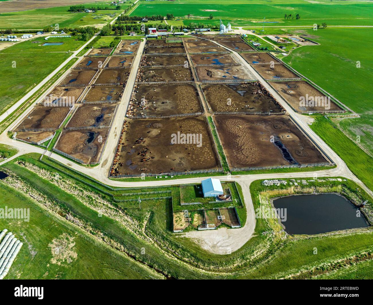 Vue aérienne d'un grand parc d'alimentation du bétail entouré de champs de grains verts ; au sud-est de Carseland, Alberta, Canada Banque D'Images