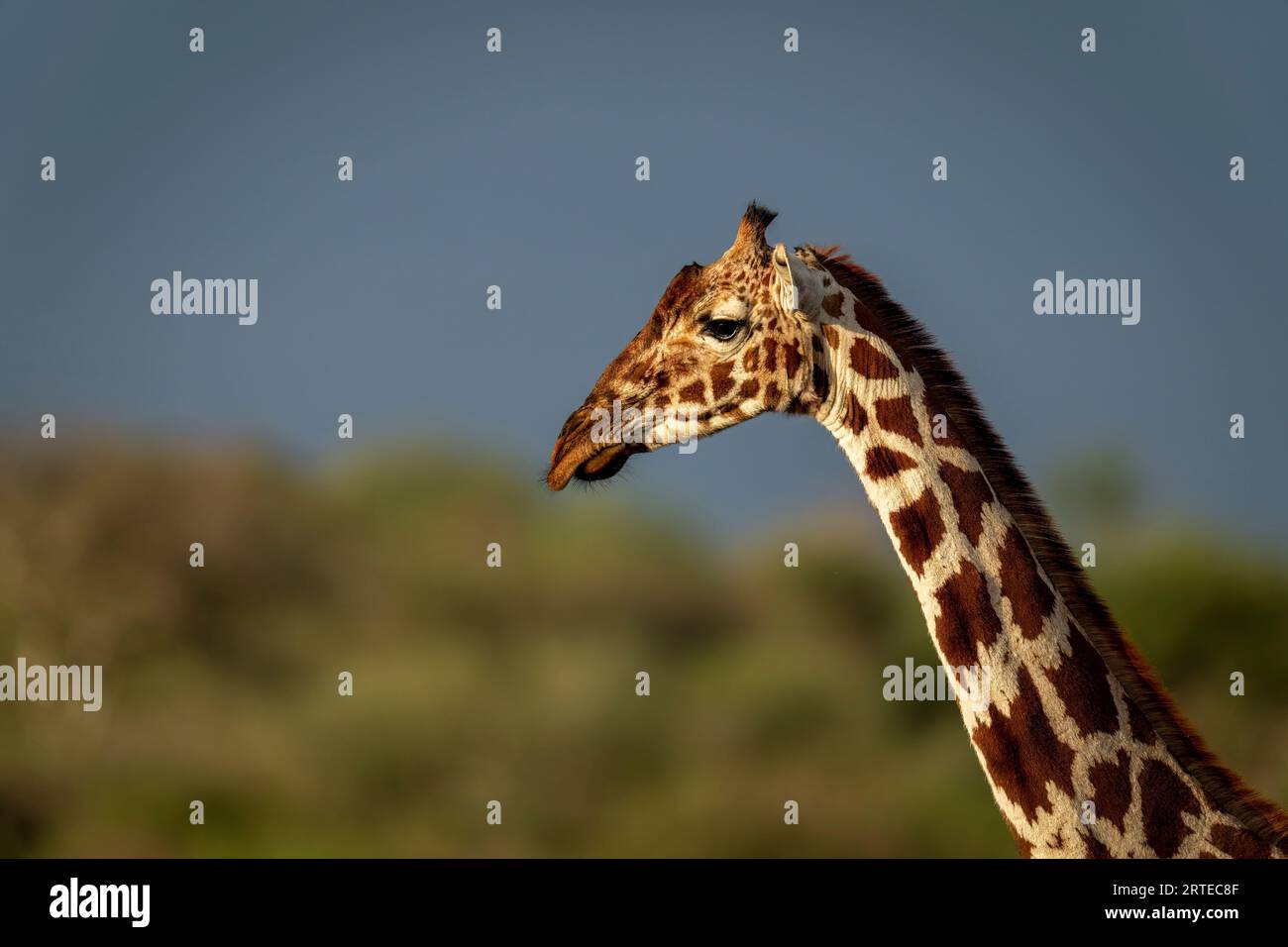 Portrait rapproché de la tête et du cou d'une girafe réticulée (Giraffa reticulata) à la lumière chaude ; Segera, Laikipia, Kenya Banque D'Images