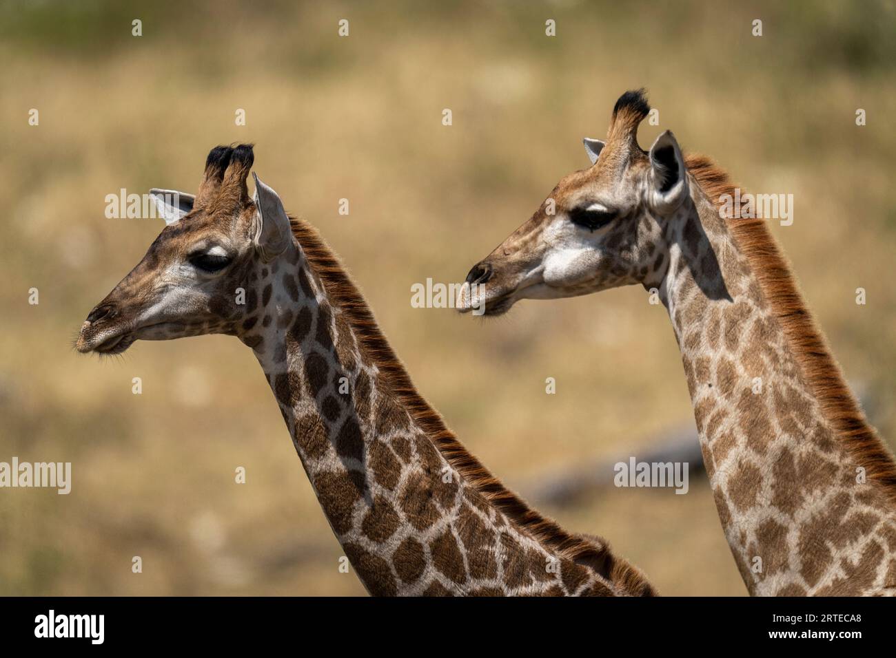 Portrait en gros plan de deux jeunes girafes du Sud (Giraffa giraffa) côte à côte ; Parc national de Chobe, Botswana Banque D'Images