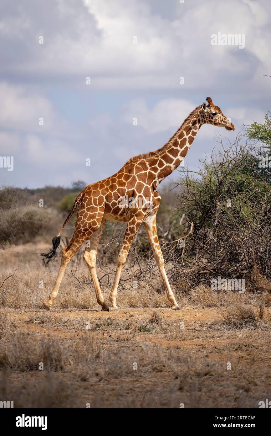 Girafe réticulée (Giraffa reticulata) marchant vers les buissons de la savane ; Laikipia, Kenya Banque D'Images