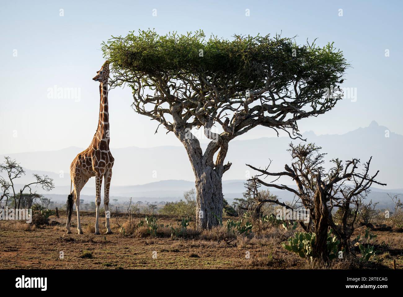 Girafe réticulée (Giraffa reticulata) se dresse sur la savane parcourant un acacia près du mont Kenya ; Laikipia, Kenya Banque D'Images