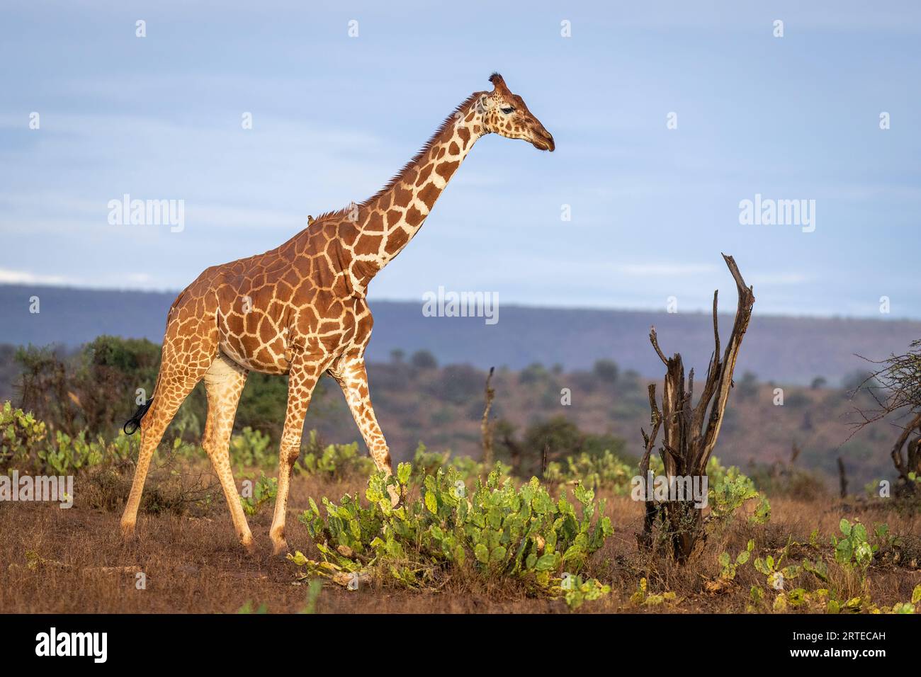 Girafe réticulée (Giraffa reticulata) traversant la savane contre un ciel bleu de lumière dorée ; Segera, Laikipia, Kenya Banque D'Images