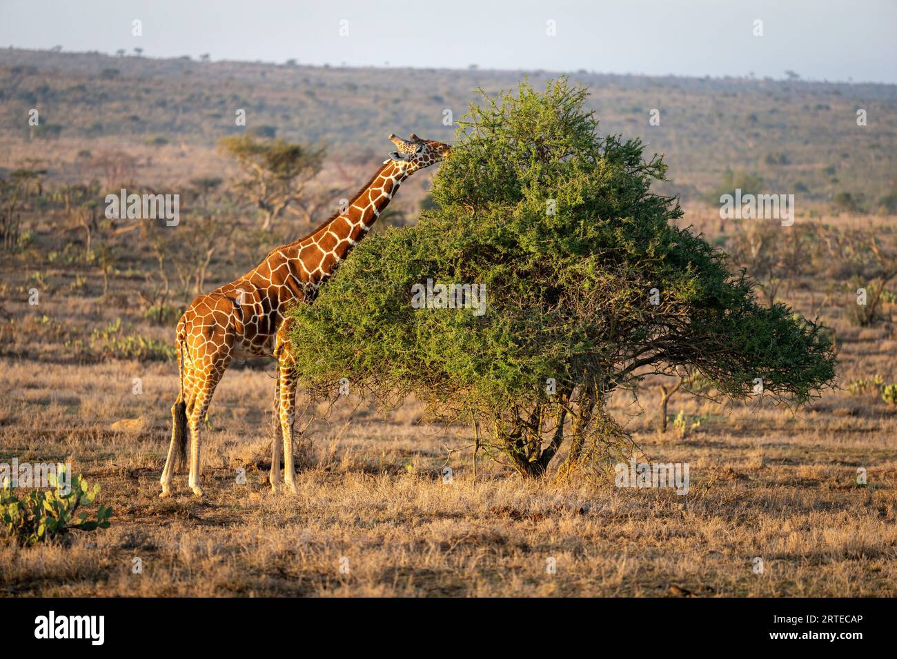 Girafe réticulée (Giraffa reticulata) se dresse sur la savane parcourant un acacia à la lumière du soleil doré ; Segera, Laikipia, Kenya Banque D'Images