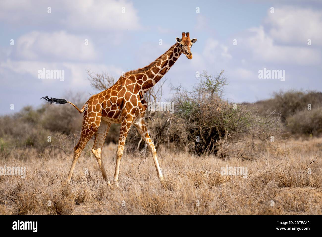Portrait d'une girafe réticulée (Giraffa reticulata) marchant devant des buissons sur la savane, regardant la caméra ; Laikipia, Kenya Banque D'Images