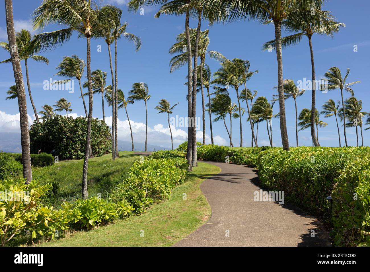 Promenade à travers un parc luxuriant et riverain avec des palmiers (Arecaceae) contre un ciel bleu à Kapalua Beach Banque D'Images