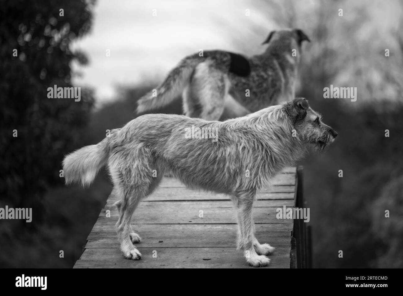 deux chiens de profil sur un pont regardent l'horizon Banque D'Images