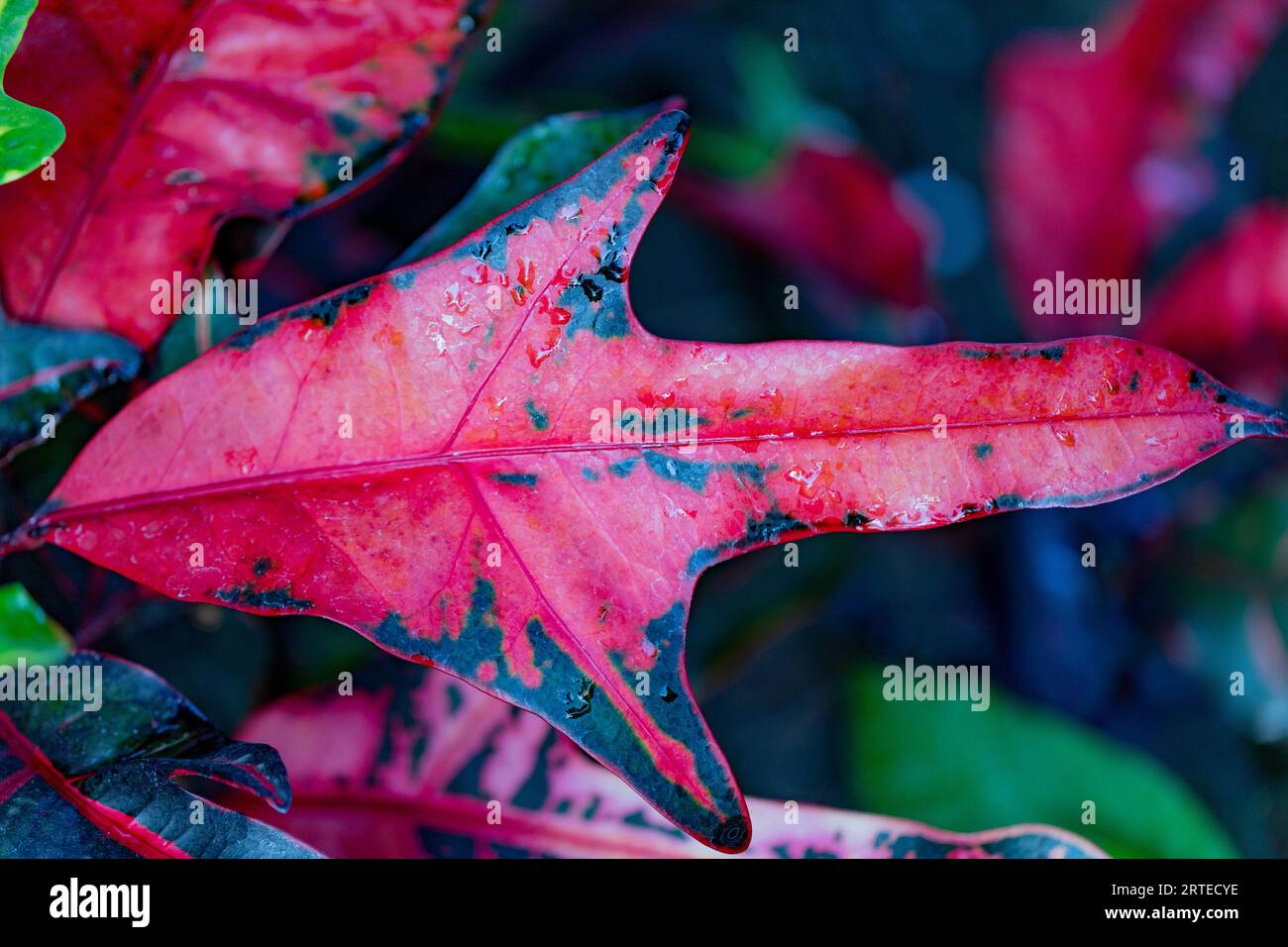 Gros plan sur une plante à feuilles rouges et noires à Kihei ; Maui, Hawaï, États-Unis d'Amérique Banque D'Images