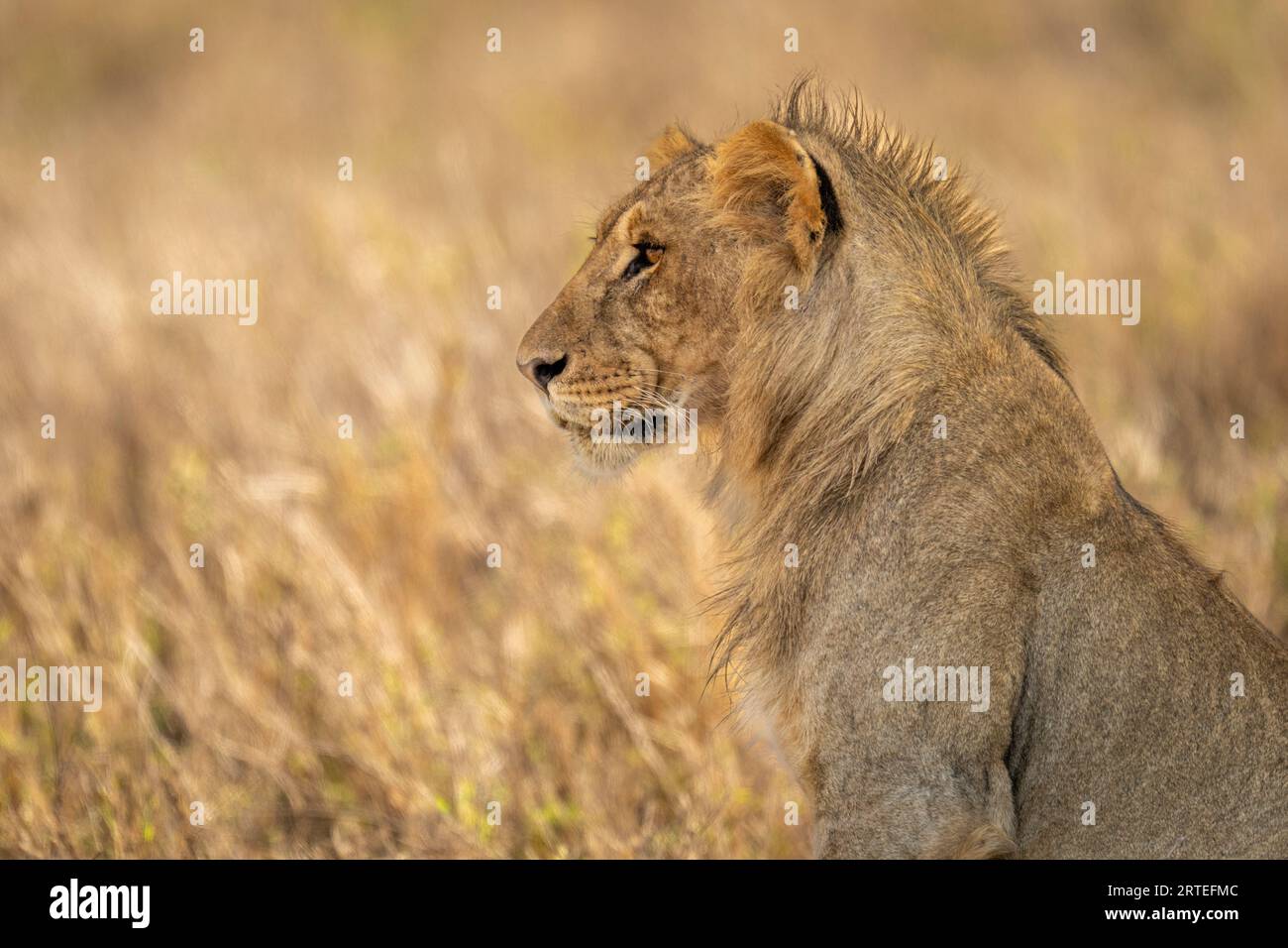 Portrait en gros plan d'un jeune lion mâle (Panthera leo) assis de profil ; Laikipia, Kenya Banque D'Images