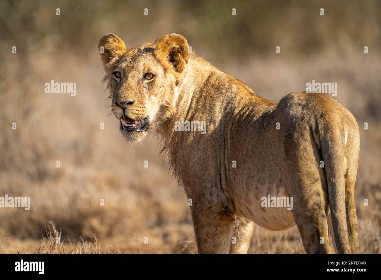 Portrait en gros plan d'un jeune lion mâle (Panthera leo) debout sur la savane, tournant la tête ; Laikipia, Kenya Banque D'Images