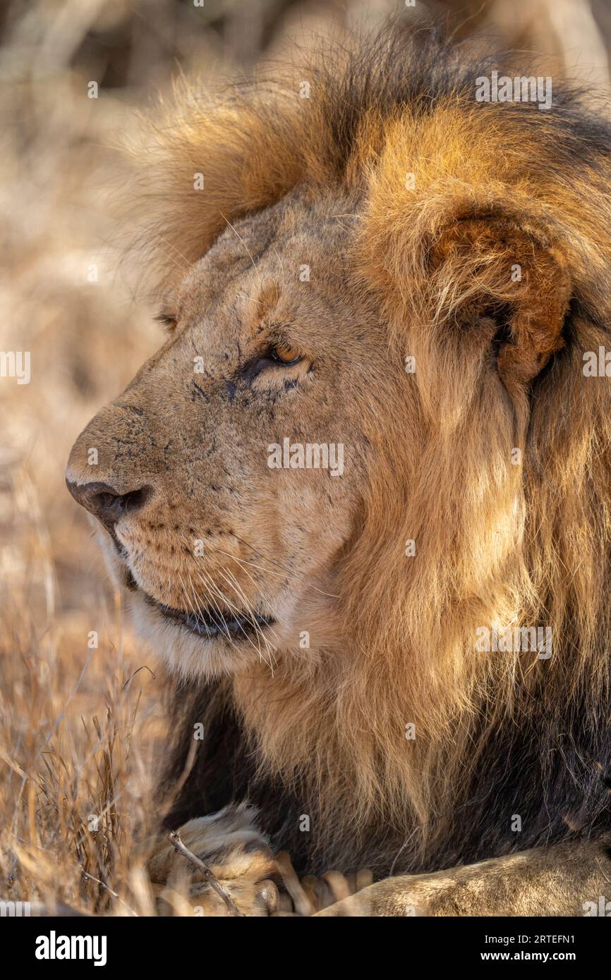 Portrait en gros plan d'un lion mâle (Panthera leo) couché, tourné vers la gauche ; Laikipia, Kenya Banque D'Images