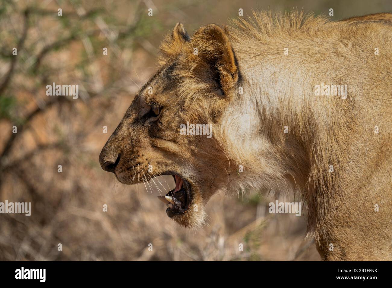 Portrait en gros plan d'un jeune lion mâle (Panthera leo) hurlant à la bouche ouverte ; Laikipia, Kenya Banque D'Images