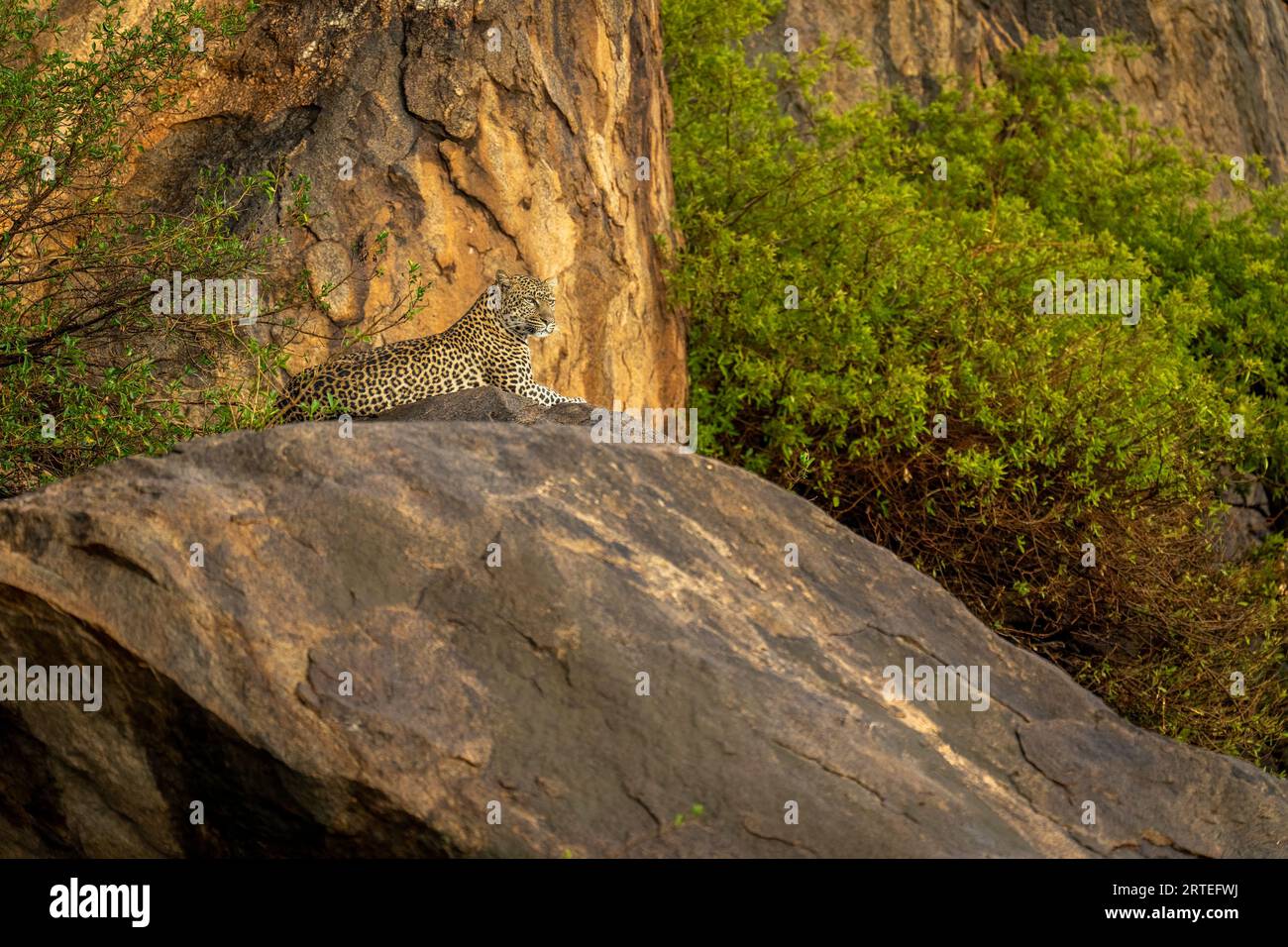 Léopard (Panthera pardus) se trouve sur un affleurement rocheux regardant vers l'avant ; Kenya Banque D'Images