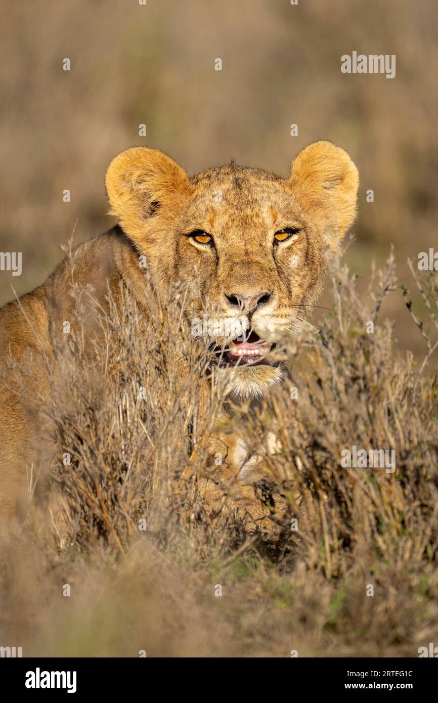 Portrait en gros plan d'une lionne (Panthera leo) allongée dans l'herbe, regardant au-dessus des buissons au soleil, regardant la caméra ; Laikipia, Kenya Banque D'Images