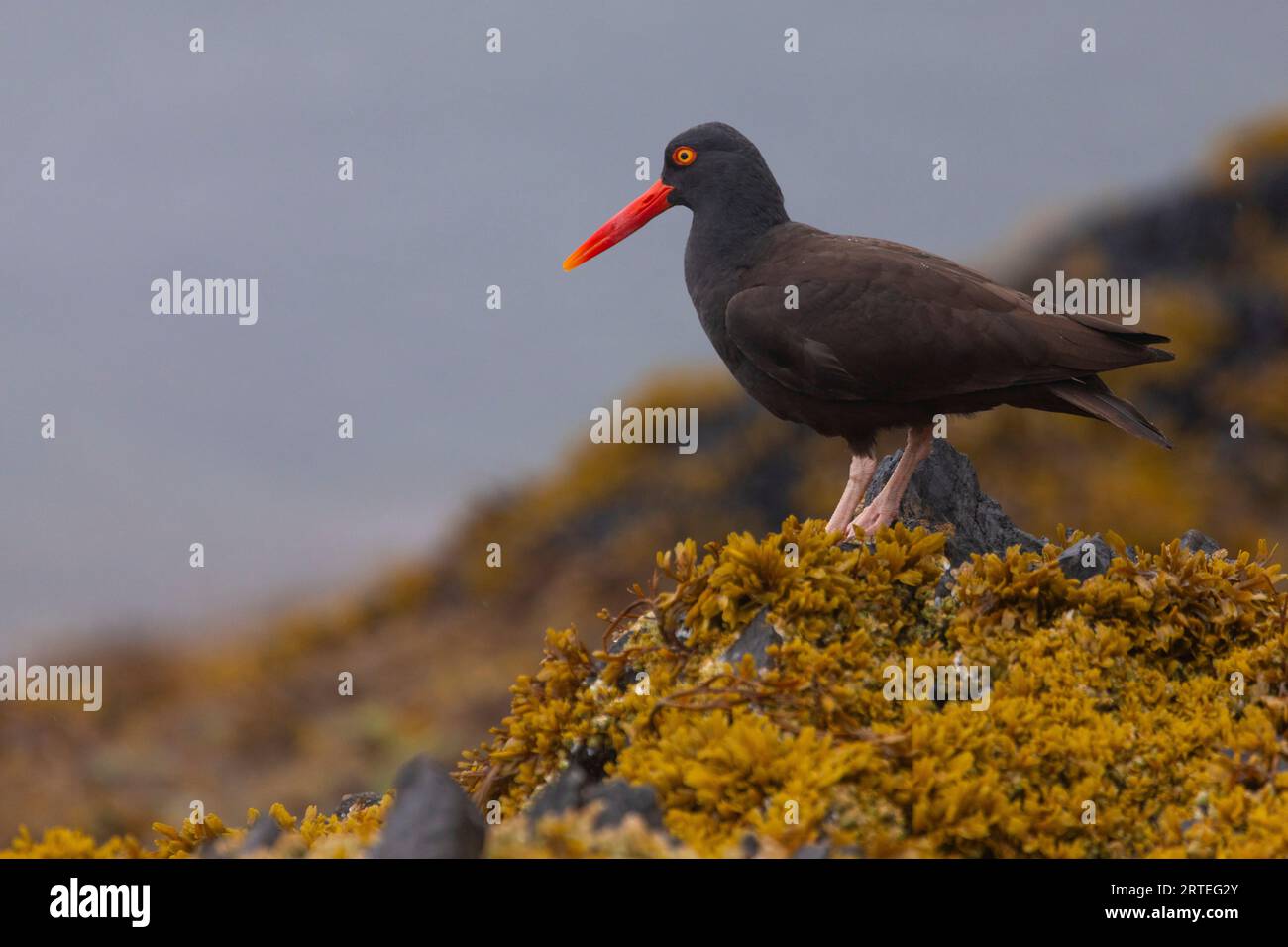 Portrait en gros plan d'un oiseau attrapeur d'huîtres (Haematopus) debout sur un rocher recouvert d'algues jaunes de couleur orange, un jour d'été au Prince Wil... Banque D'Images