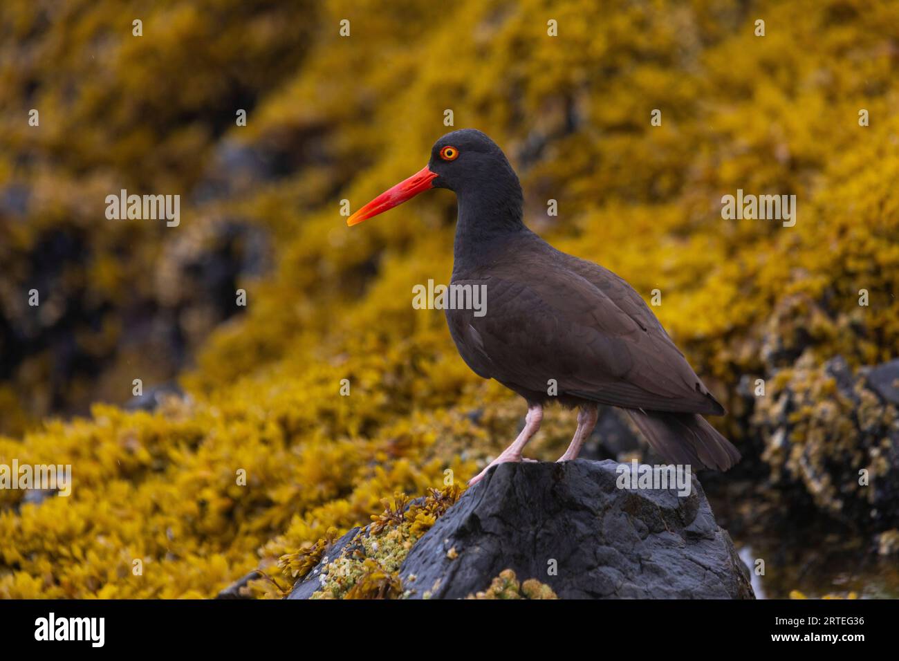 Portrait en gros plan d'un oiseau attrapeur d'huîtres (Haematopus) debout sur un rocher entouré d'algues jaunes de couleur orange, un jour d'été à Prince ... Banque D'Images