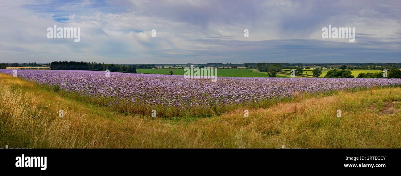 Beau paysage avec des fleurs en fleurs dans les Cotswolds de Grande-Bretagne ; Bibury, Angleterre Banque D'Images