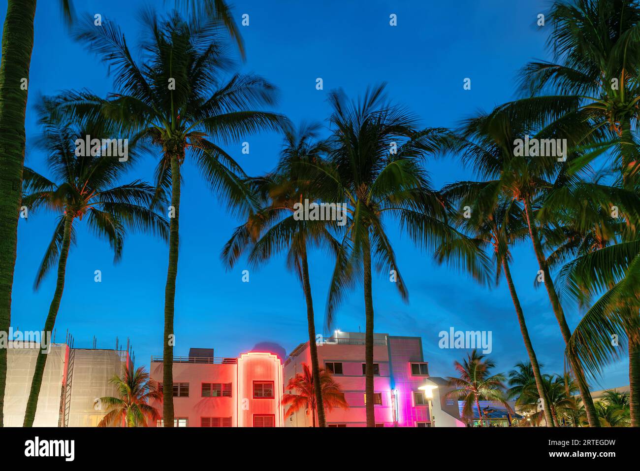Ciel nocturne et palmiers à South Miami Beach à Ocean Drive, Miami Beach, Floride. Banque D'Images