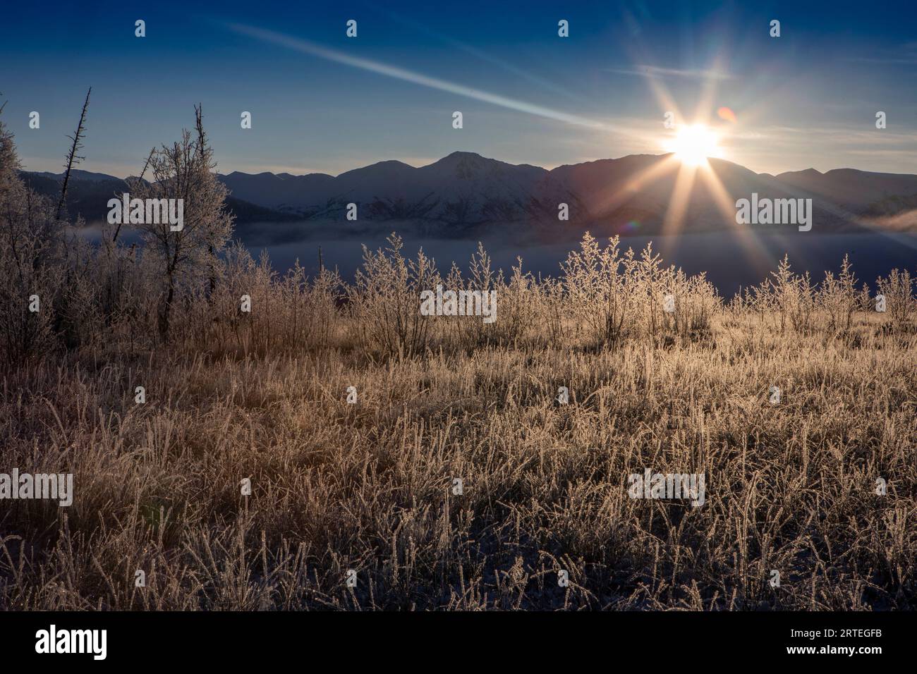 Soleil d'hiver qui se couche sur les montagnes Chugach, avec des arbres couverts de gel et de l'herbe au premier plan à Rabbit Slough, Alaska, États-Unis Banque D'Images