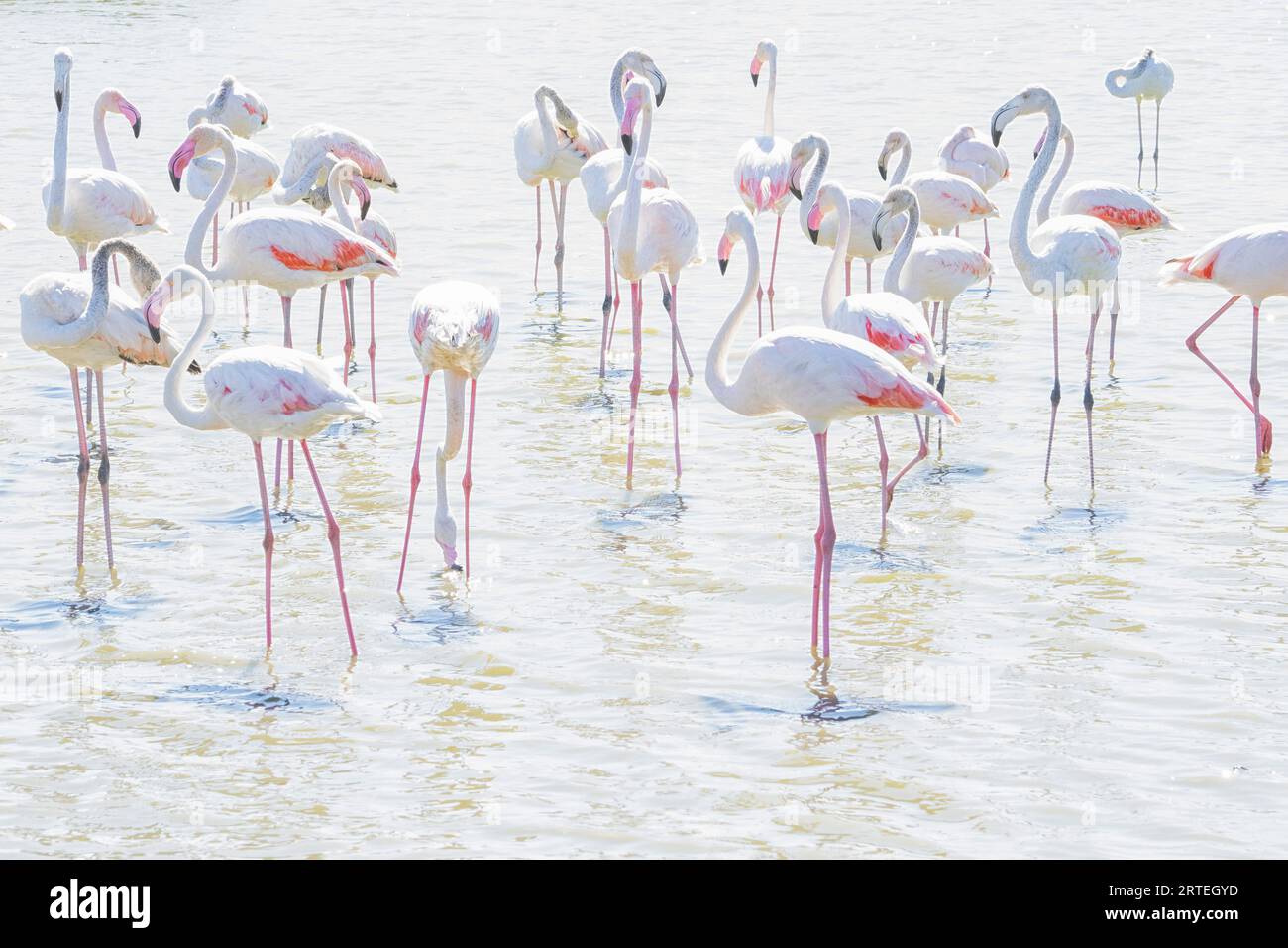 Flamants roses pataugant dans les eaux peu profondes, traitées dans un éclairage de haute clé ; Sainte Marie de la mer, France Banque D'Images