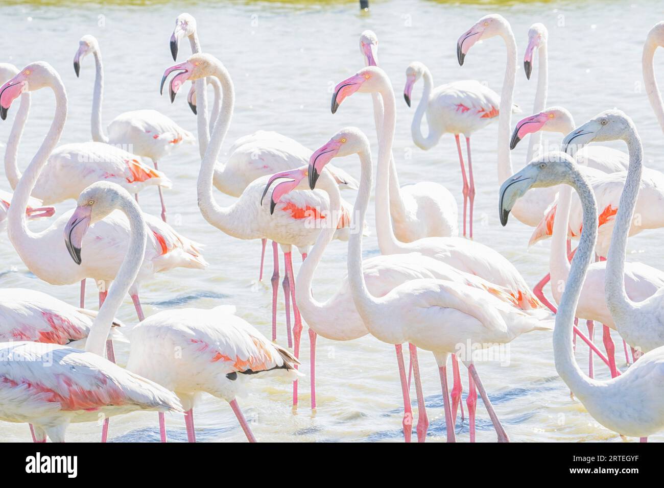 Flamants roses pataugant dans les eaux peu profondes, traitées dans un éclairage de haute clé ; Sainte Marie de la mer, France Banque D'Images