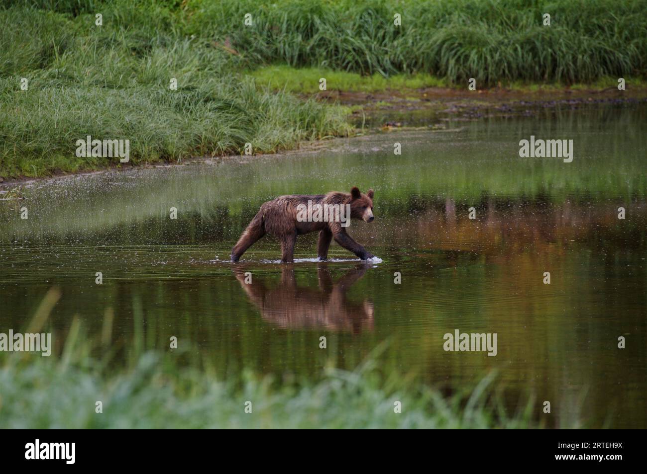 Le grizzli juvénile (Ursus arctos horribilis) pêche le saumon à Pack Creek, Admiralty Island, Alaska, États-Unis d'Amérique Banque D'Images