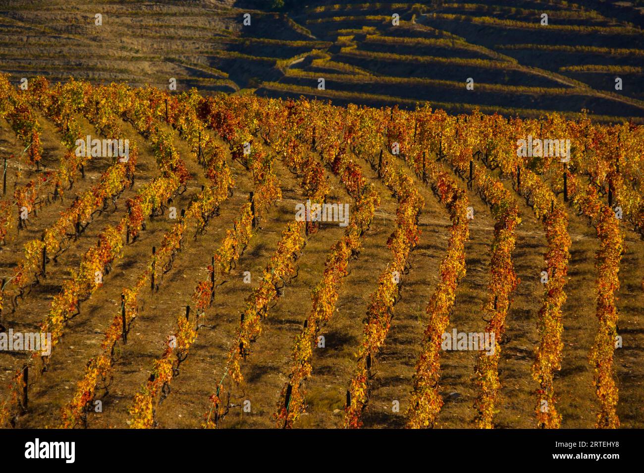 Vignoble aux couleurs d'automne, près de Chanceleiros dans la vallée du fleuve Douro au Portugal ; vallée du fleuve Douro, Portugal Banque D'Images