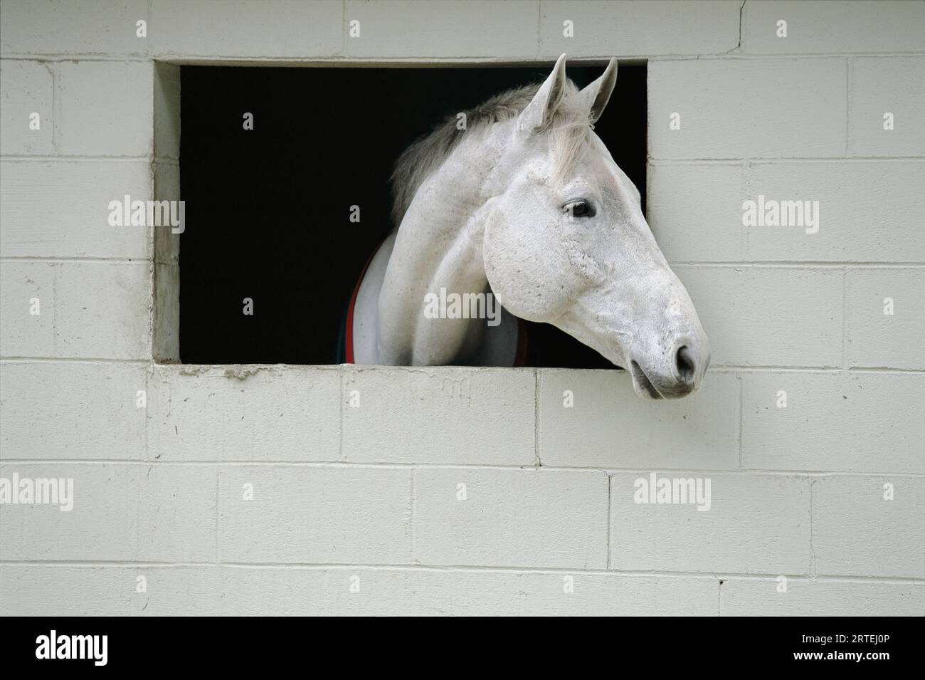 Un cheval blanc sort sa tête par une fenêtre dans une écurie à blocs de poutres ; Middleton place, Caroline du Sud, États-Unis d'Amérique Banque D'Images