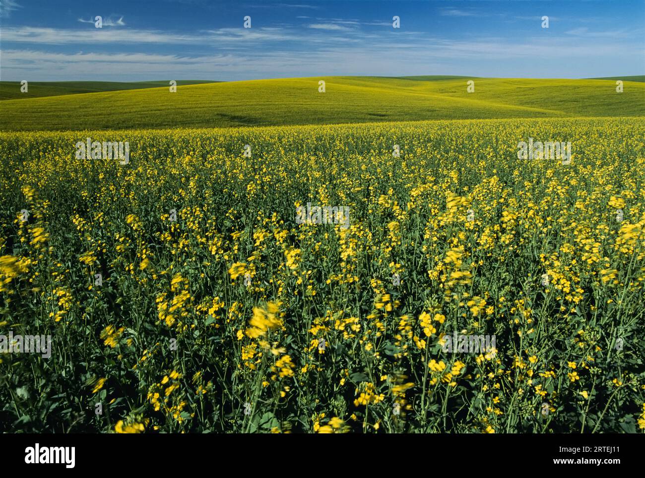 Vue panoramique des champs de moutarde en Idaho, États-Unis ; Idaho, États-Unis d'Amérique Banque D'Images