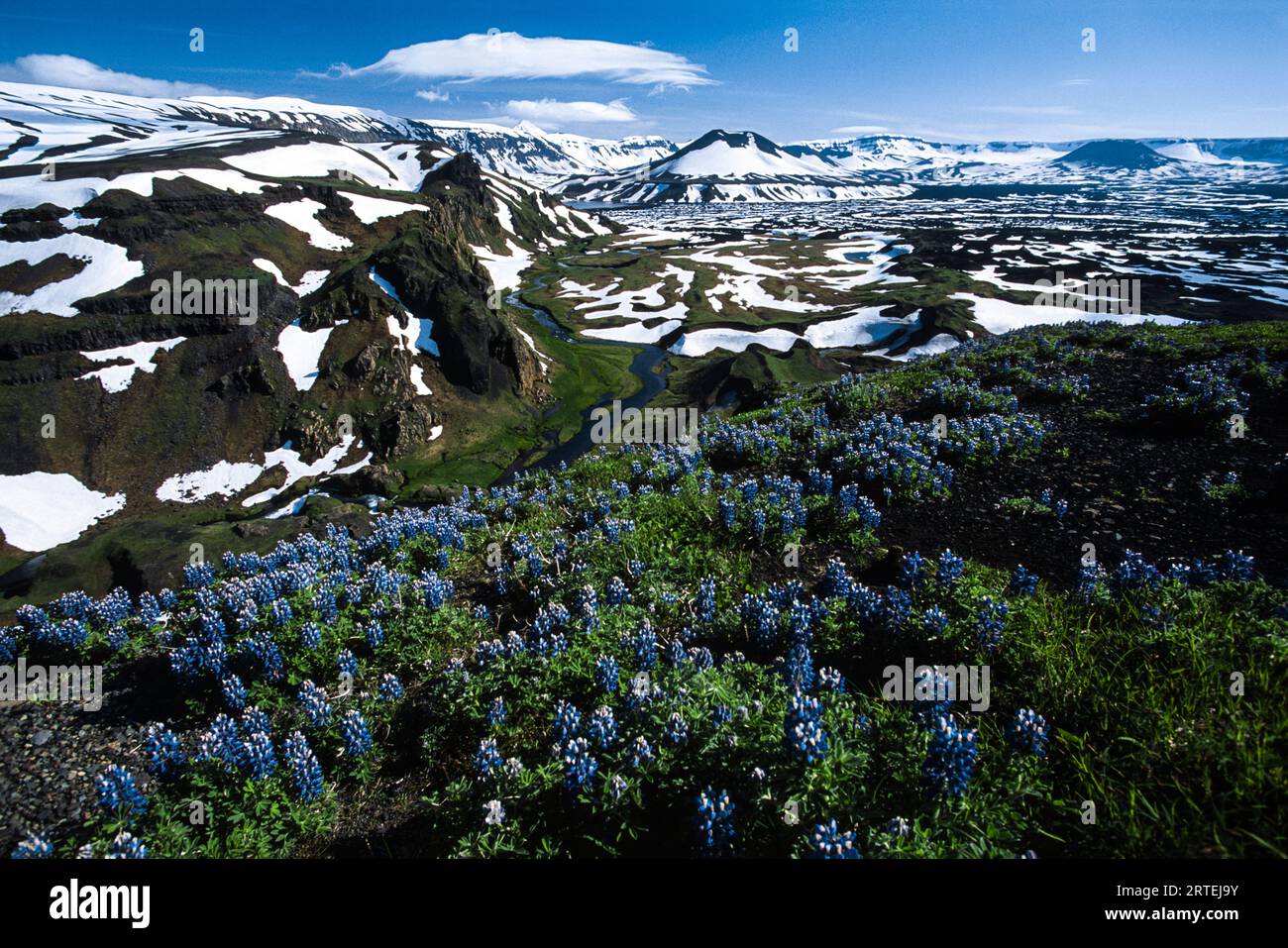Champ de lupins et la caldeira Okmok sur l'île d'Umnak, Alaska, États-Unis ; île d'Umnak, îles Aléoutiennes, Alaska, États-Unis d'Amérique Banque D'Images