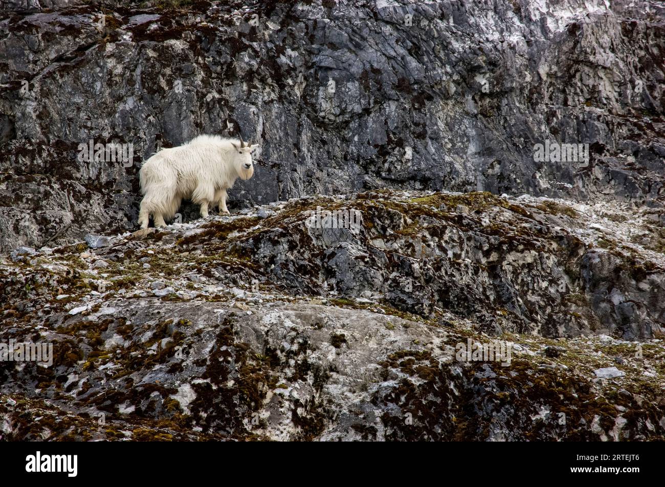 Chèvre de montagne (Oreamnos americanus) sur une falaise dans le parc national et réserve de Glacier Bay, Alaska, États-Unis ; Alaska, États-Unis d'Amérique Banque D'Images