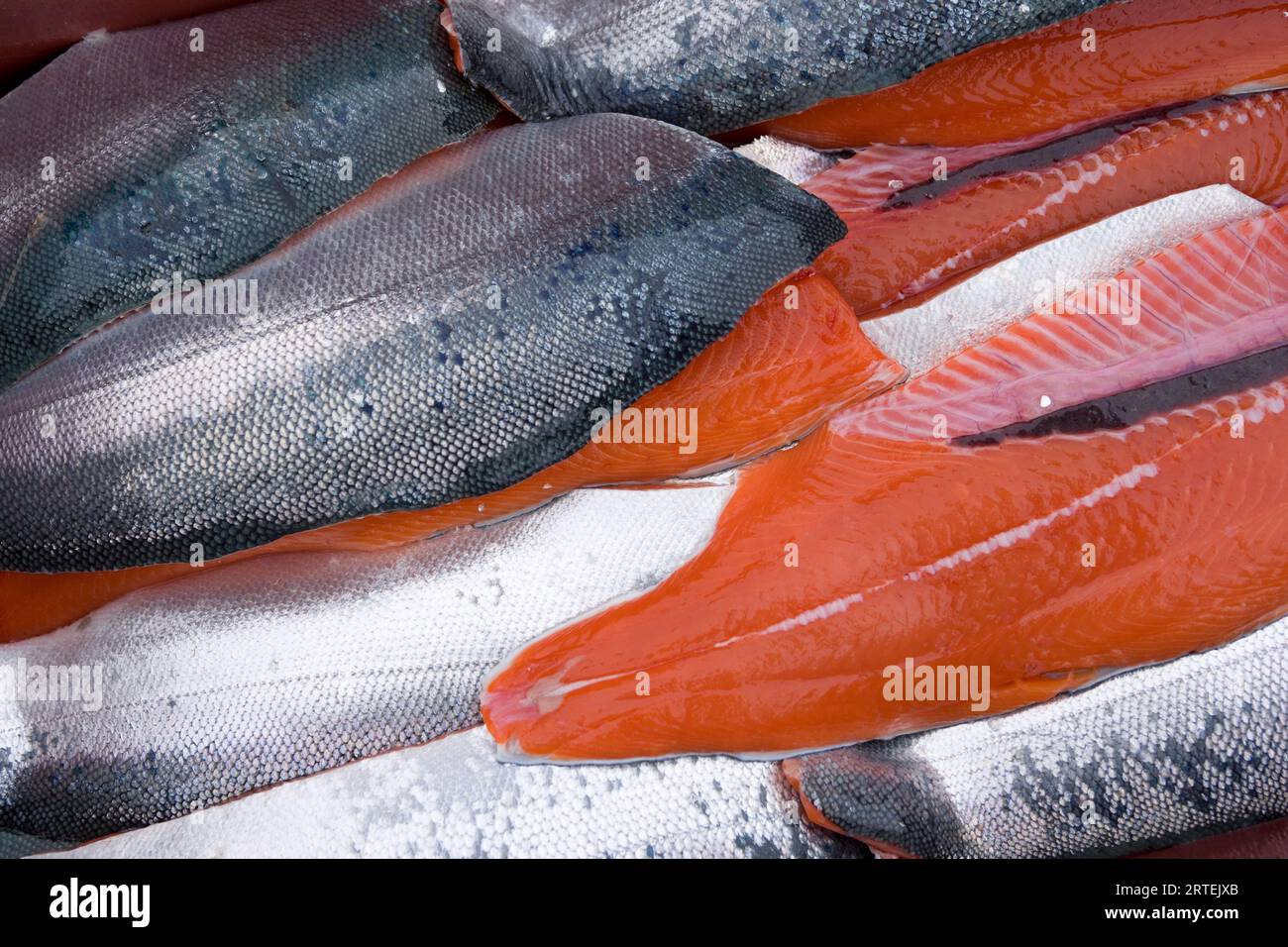 Gros plan de filets de saumon argenté frais (Oncorhynchus kisutch) capturés dans Glacier Bay, Gustavus, Alaska, États-Unis ; Gustavus, Alaska, États-Unis d'Amérique Banque D'Images