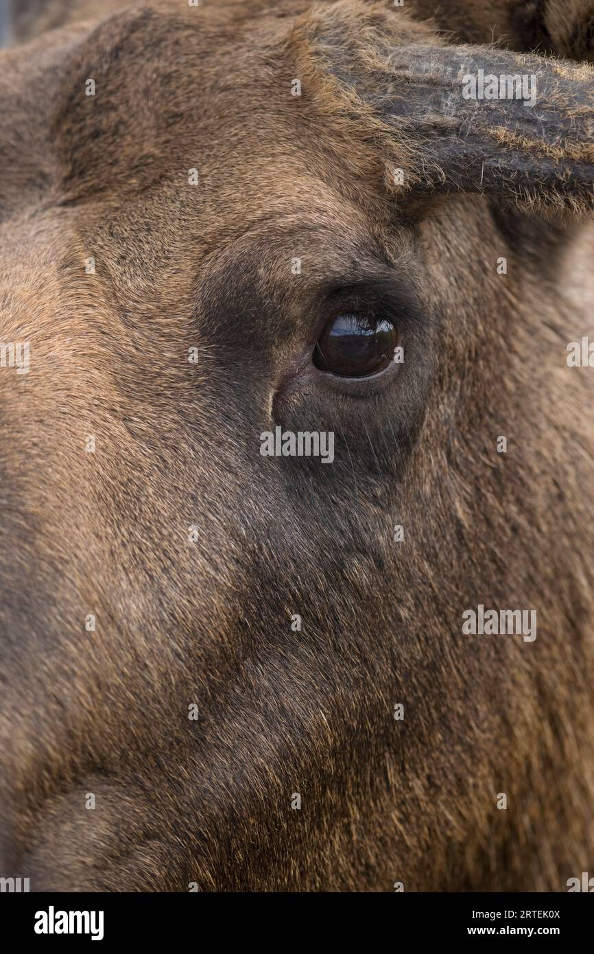 Vue rapprochée de l'oeil d'orignal (Alces alces) ; péninsule de Kenai, Alaska, États-Unis d'Amérique Banque D'Images