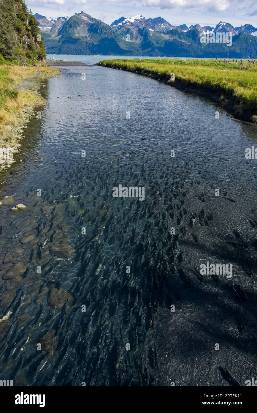 Les saumons nagent dans le ruisseau Tonsina dans la péninsule de Kenai, Alaska, États-Unis ; Alaska, États-Unis d'Amérique Banque D'Images