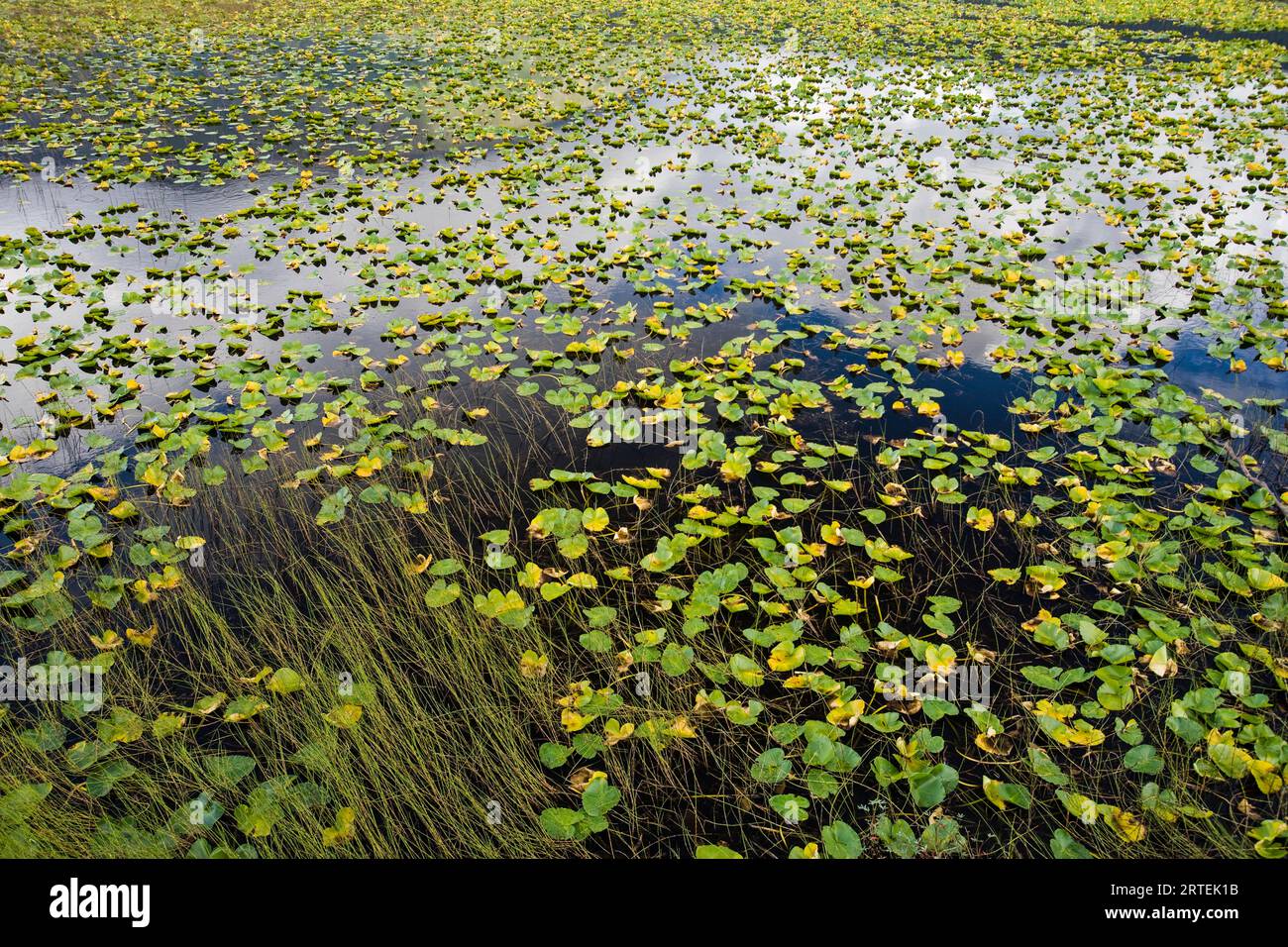 Plantes aquatiques poussant dans le lac Bear, péninsule de Kenai, Alaska, États-Unis ; Alaska, États-Unis d'Amérique Banque D'Images
