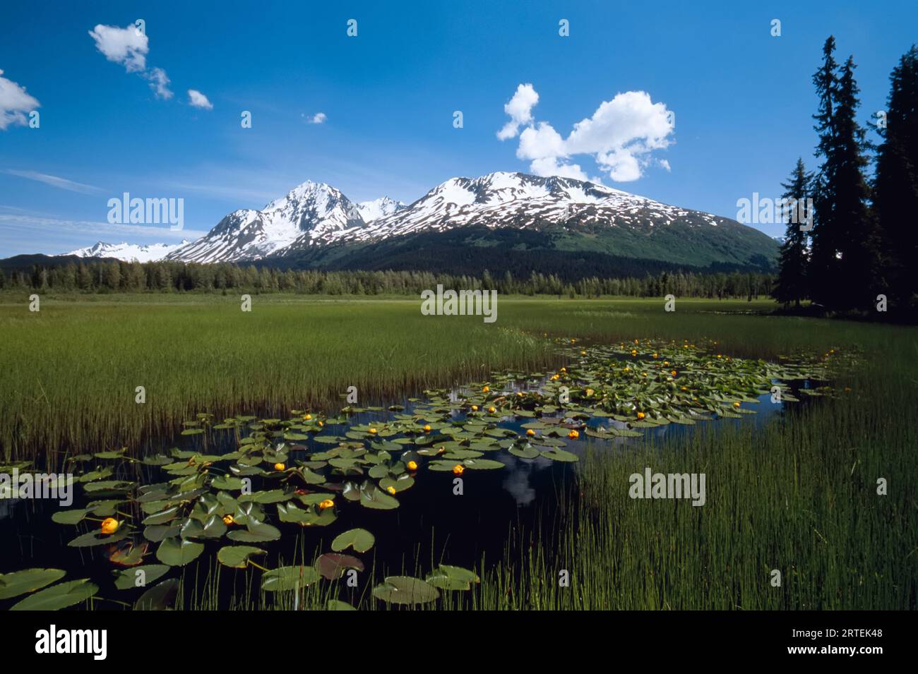 Marsh au point de départ du sentier de Greyling Lake, au nord de Seward, Grayling Lake, Kenai Peninsula, Chugach National Forest, Alaska, ÉTATS-UNIS Banque D'Images