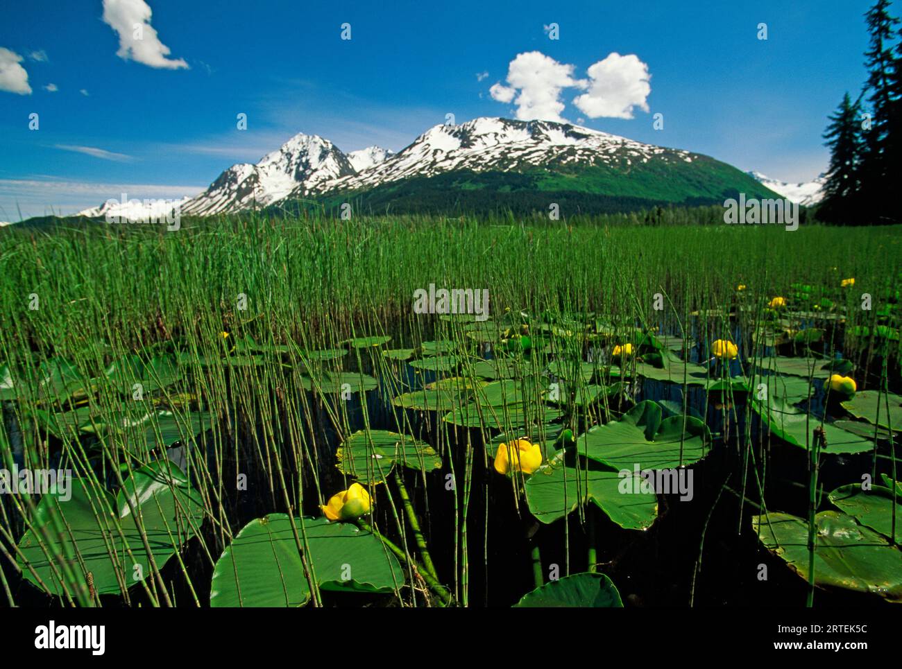 Marsh au point de départ du sentier de Greyling Lake, au nord de Seward, Grayling Lake, Kenai Peninsula, Chugach National Forest, Alaska, ÉTATS-UNIS Banque D'Images