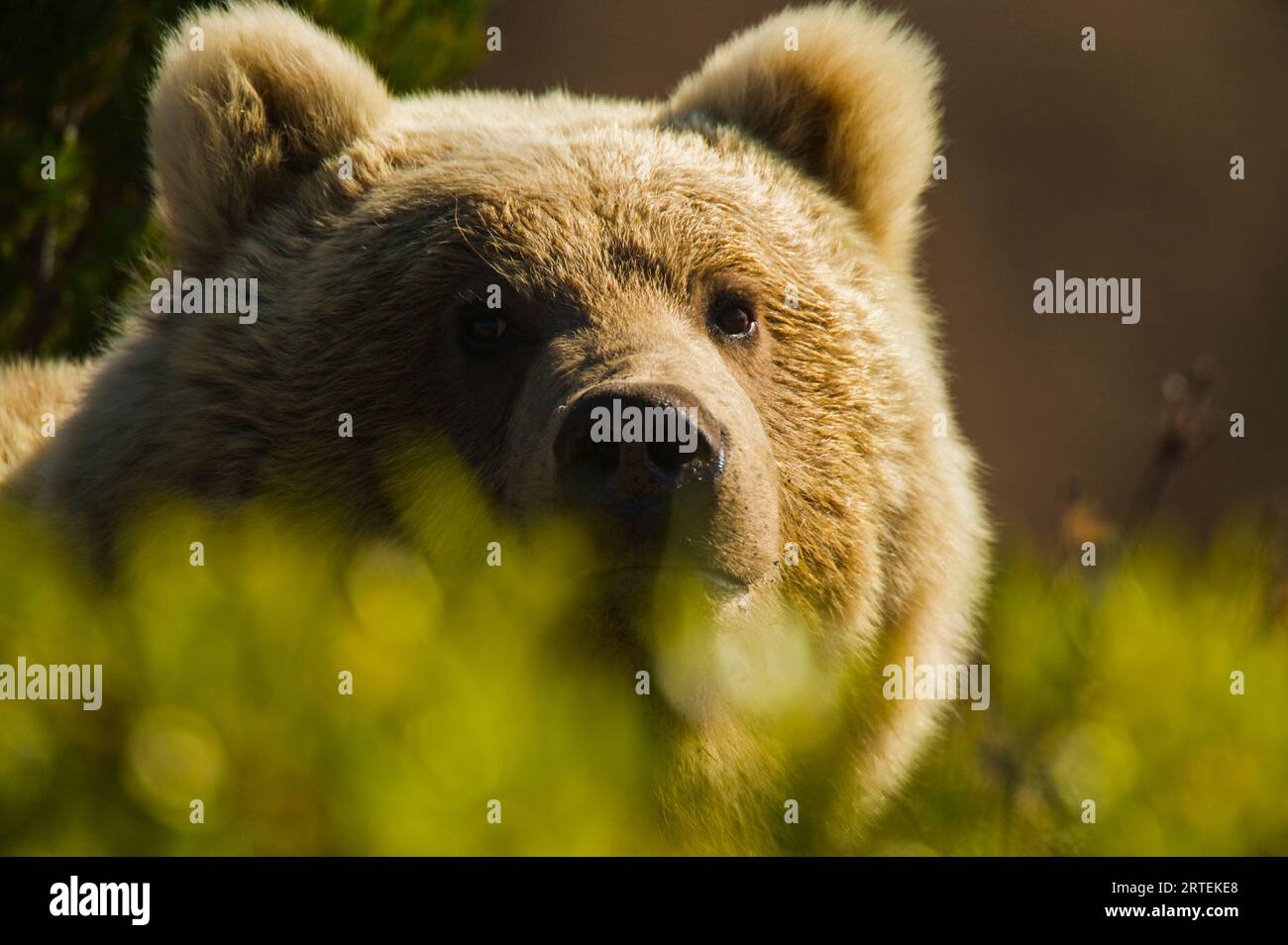 Portrait d'un ours brun de Sibérie (Ursus arctos beringianus) au soleil ; Kronotsky Zapovednik, Kamtchatka, Russie Banque D'Images