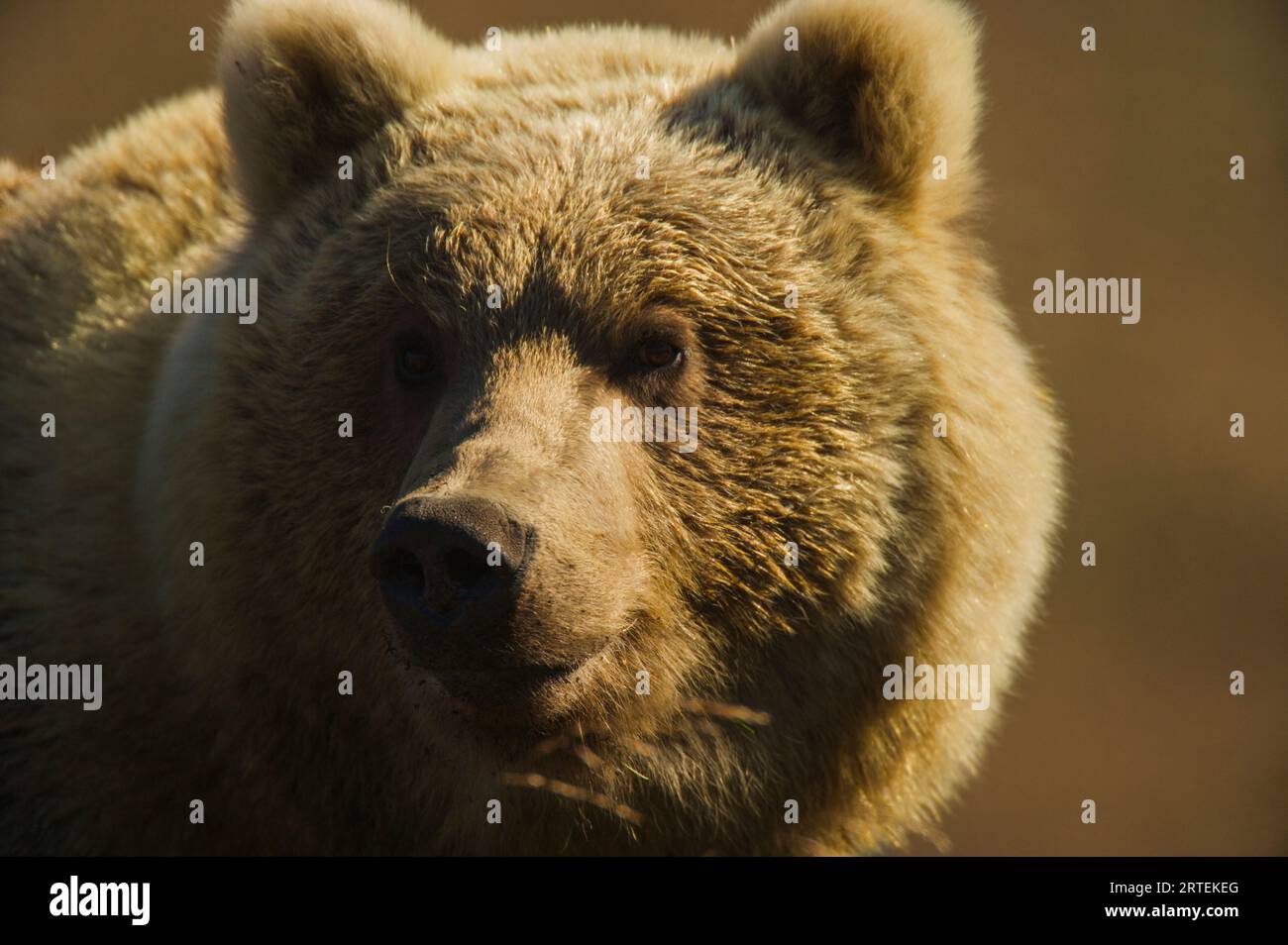 Portrait d'un ours brun de Sibérie (Ursus arctos beringianus) au soleil ; Kronotsky Zapovednik, Kamtchatka, Russie Banque D'Images