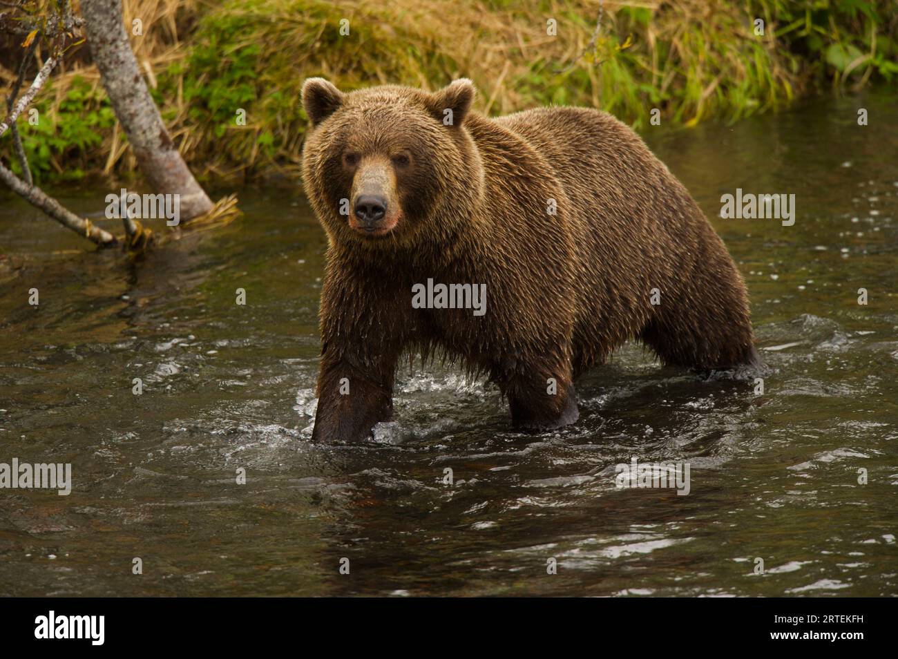 Ours brun du Kamtchatka (Ursus arctos beringianus) dans un ruisseau ; Kronotsky Zapovednik, Kamtchatka, Russie Banque D'Images