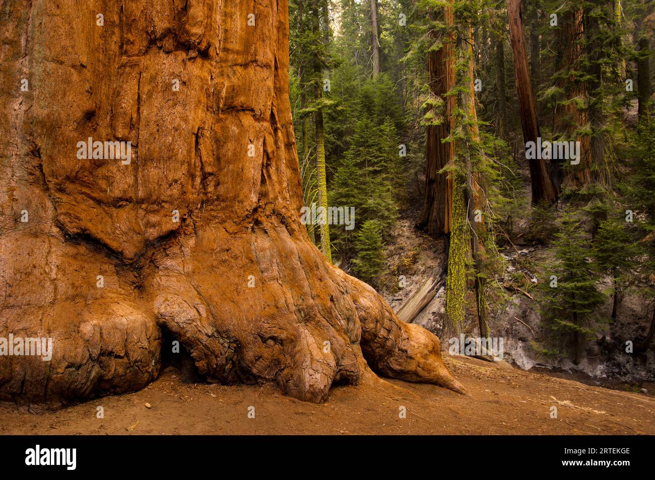 Tronc d'un séquoia géant (Sequoiadendron giganteum), Sequoia National Park, Californie, États-Unis ; Californie, États-Unis d'Amérique Banque D'Images