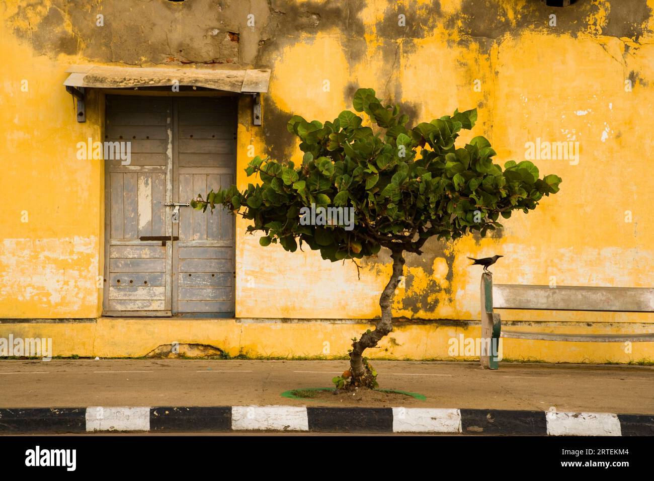 Scène de rue avec un oiseau, banc, arbre et porte ; Puducherry, Tamil Nadu, Inde Banque D'Images