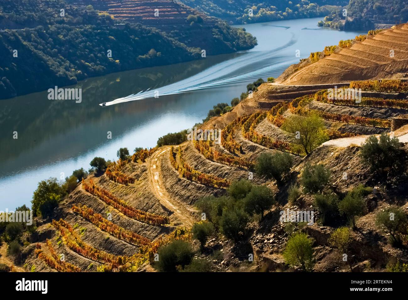 Vignobles en terrasses au-dessus du fleuve Douro, région viticole du Haut Douro, vallée du fleuve Douro, Portugal ; Portugal Banque D'Images